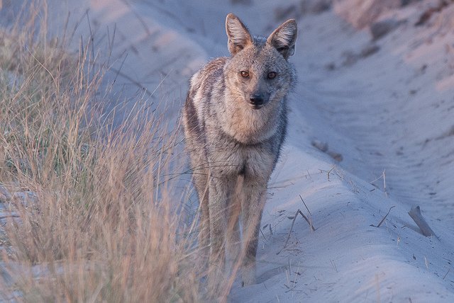 Side-Striped Jackal Side-Striped Jackal