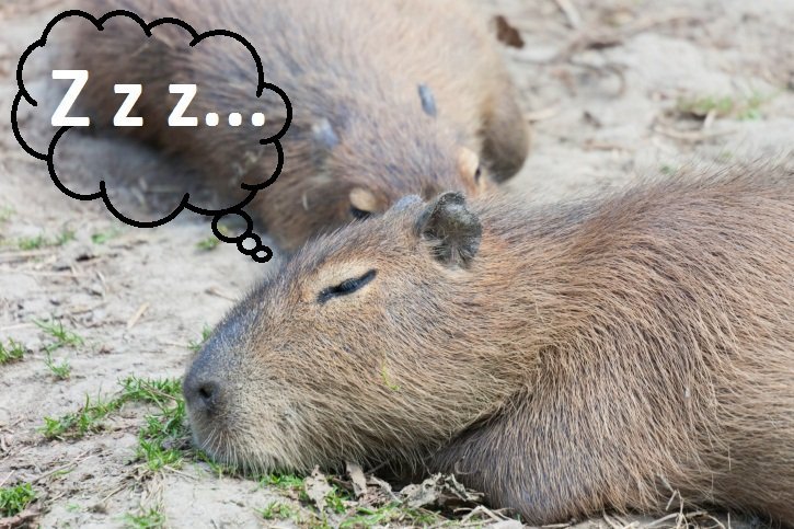 Sleeping Capybaras