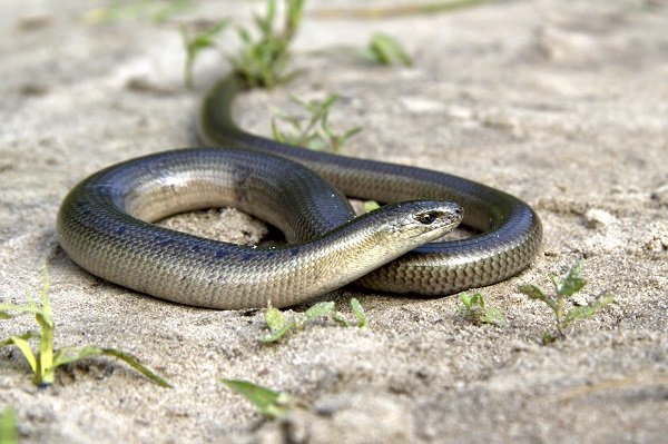 Slow worm