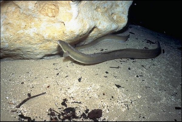 American Eel