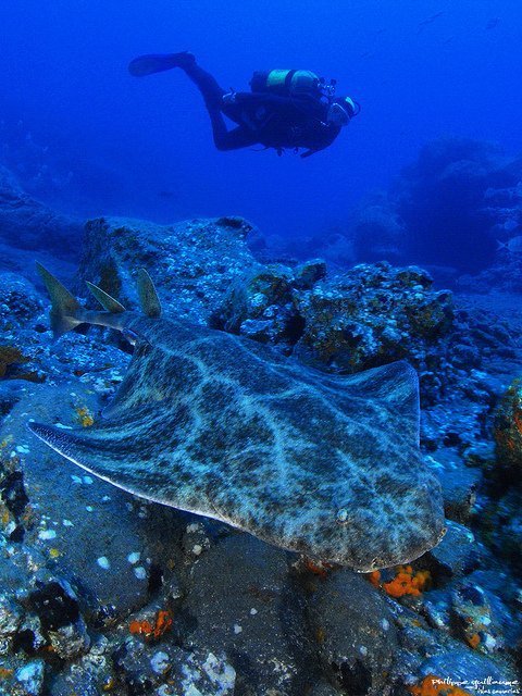 Angelshark, Squatina squatina