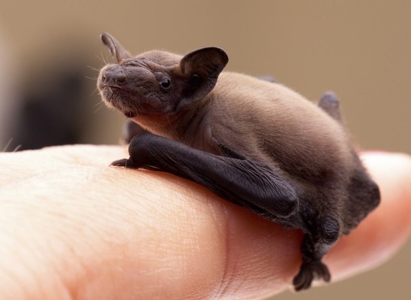 Sweet baby bat on my finger.