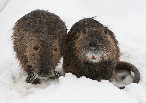 beavers
