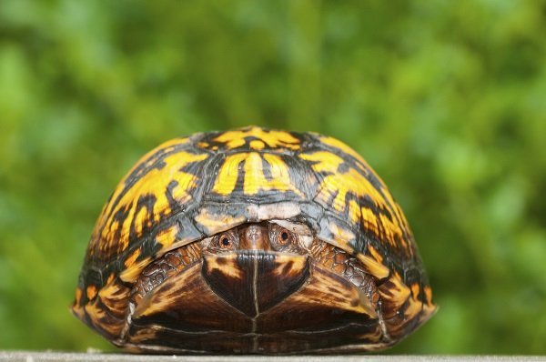 box turtle