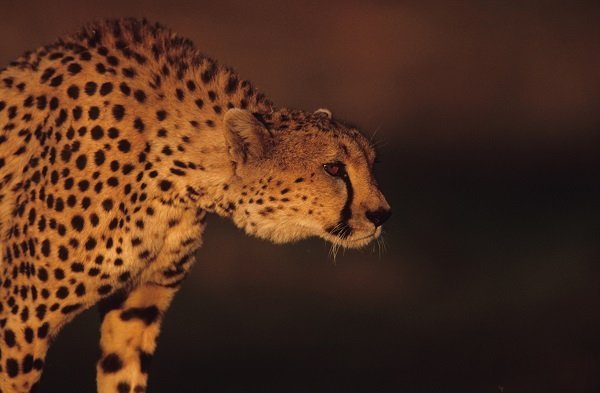 Cheetah 
