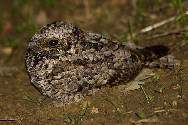Common Poorwill