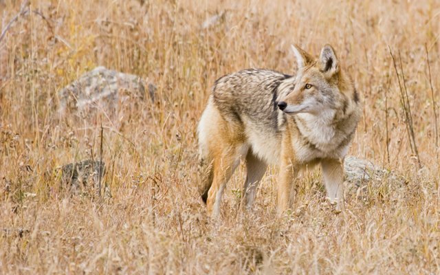 coyote
