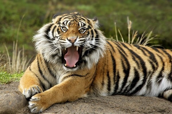Sumatran Tiger