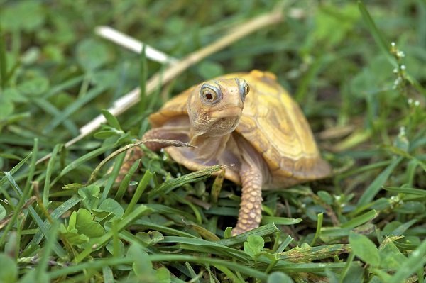cute little turtle