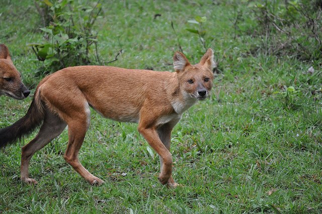 Dhole