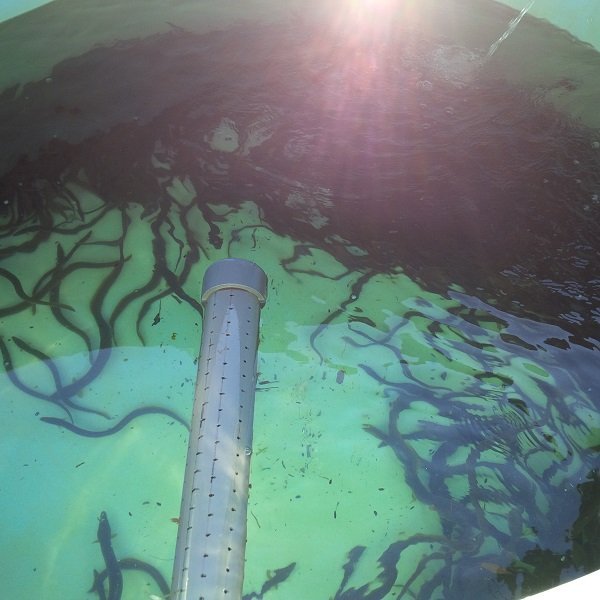 Eel ladder Ontario Power Generation