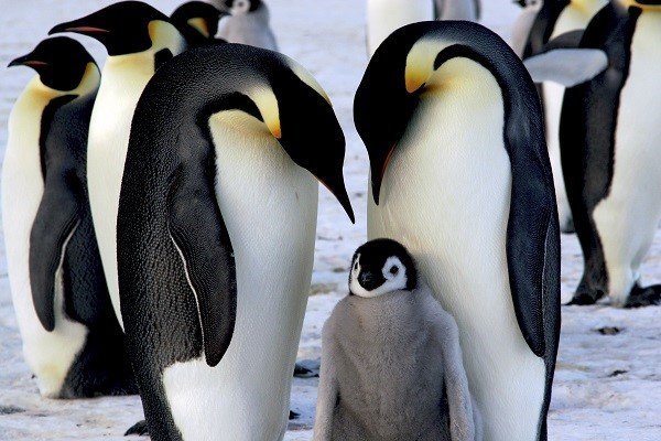 emperor penguin family