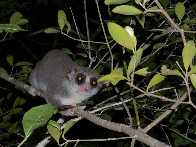 fat-tailed dwarf lemur