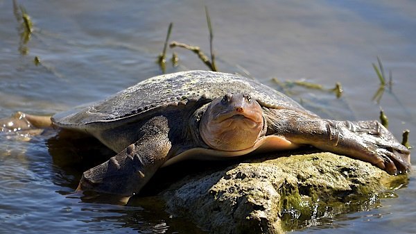 flordia softshell turtle