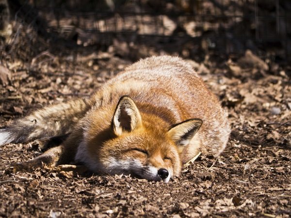 fox sunbathing