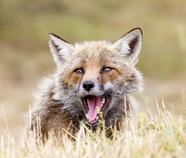fox whiskers