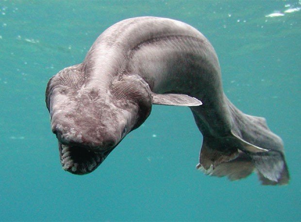 Frilled Shark, Chlamydoselachus anguineus