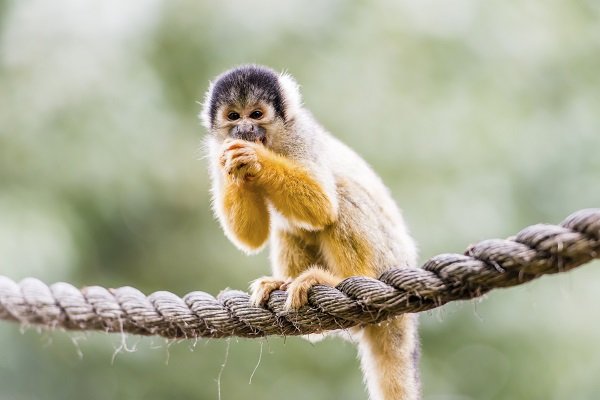 Black-capped squirrel monkey