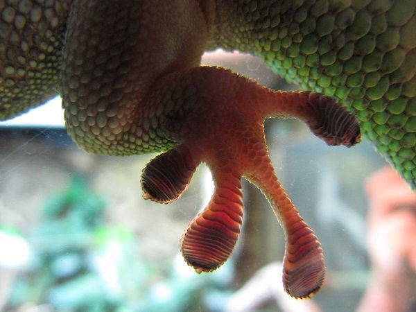 gecko foot photo credit flickr users Jo Anslow