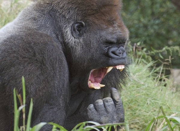 gorilla_teeth