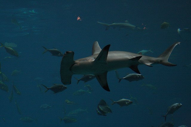 Great Hammerhead, Sphyrna mokarran