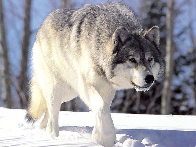 Grey wolf