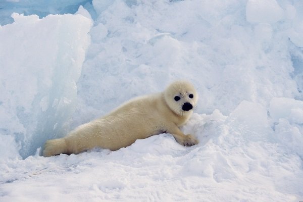 harp seal in snow