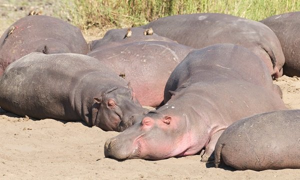 hippos, sun