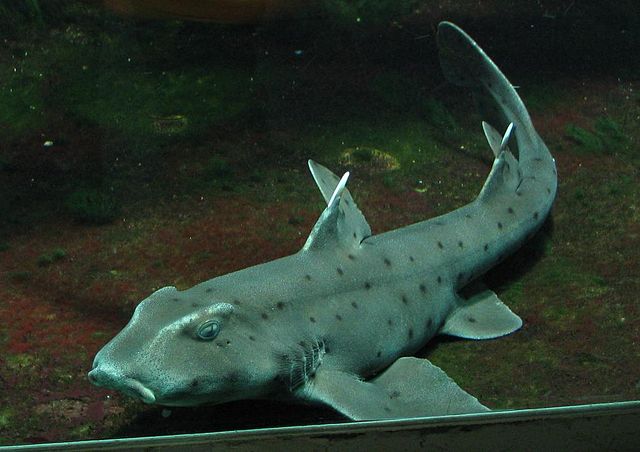 Horn Shark, Heterodontus francisci