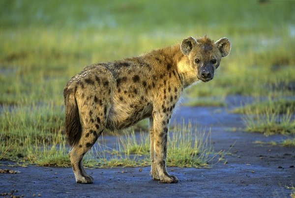 Hyena