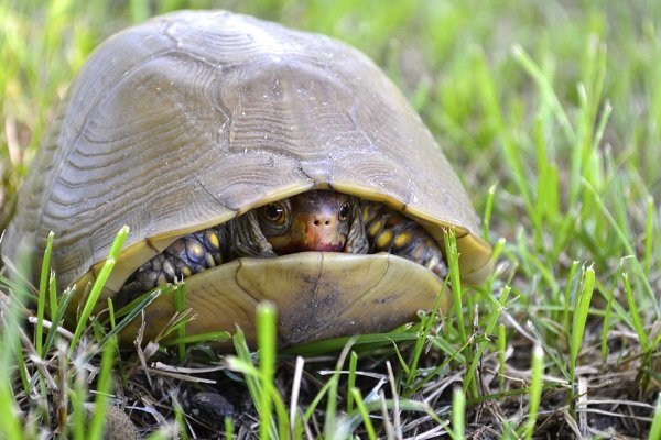 turtle in shell
