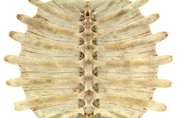 inside a turtle shell