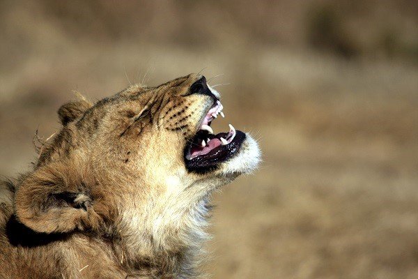 laughing_lion