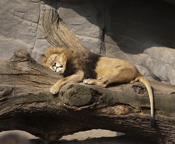 lion sleeping