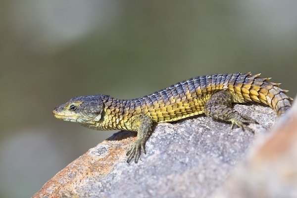 lizard, sun