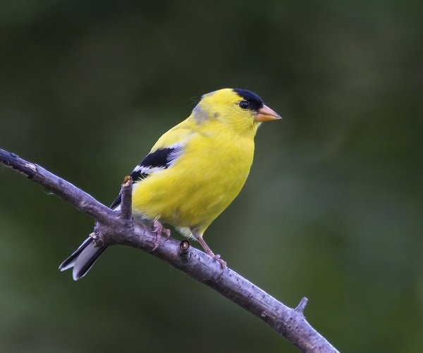 male american goldfinch summer