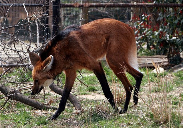 Maned wolf