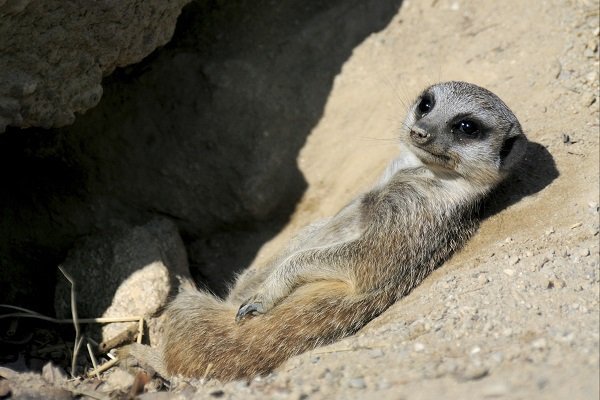 meerkat