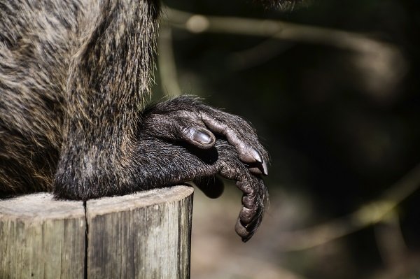 monkey feet