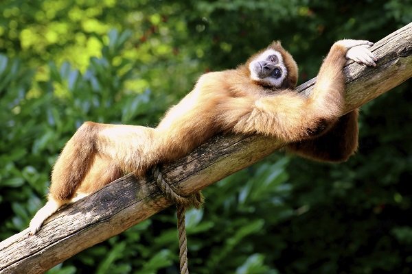 monkey, resting