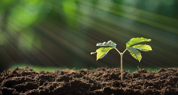 A young sapling sprouting out of the ground.