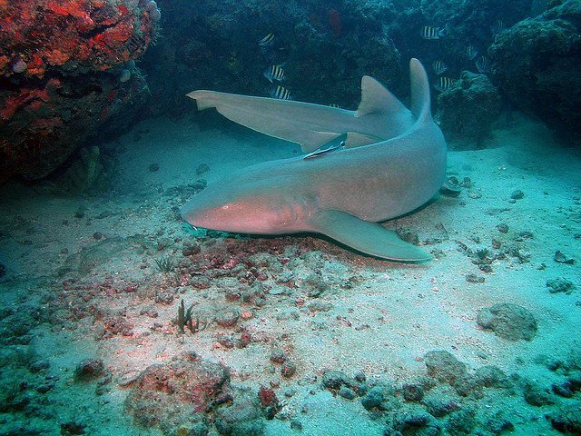 Nurse Shark, Ginglymostoma cirratum