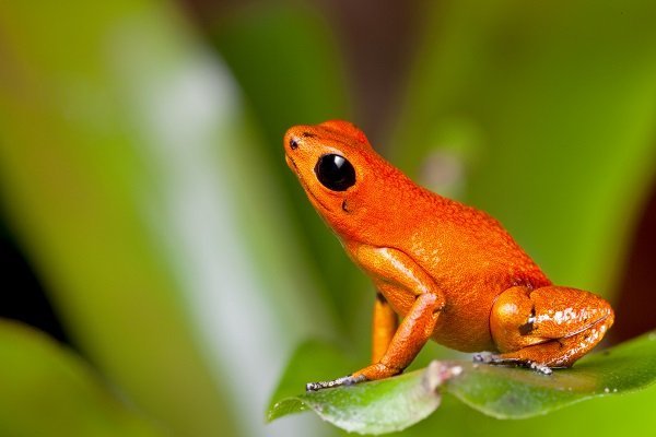 orange poison dart frog