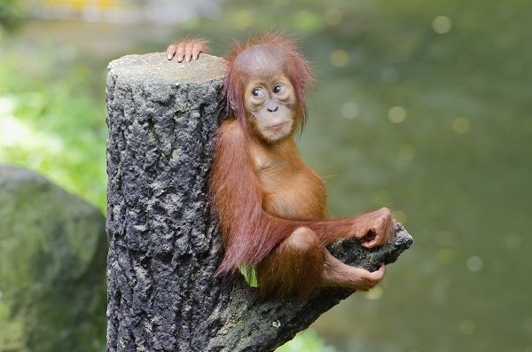 Baby orangutan