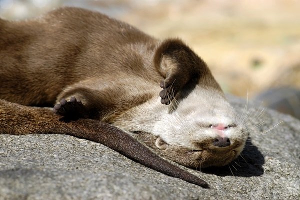 otter, sun, napping