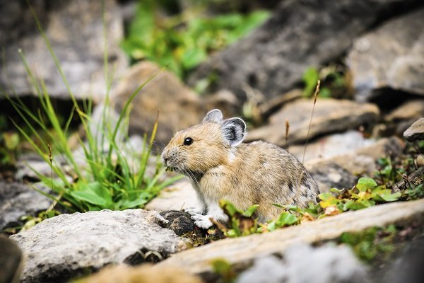 Pika