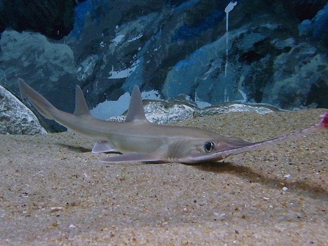 Japanese sawshark, pristiophorus japonicus