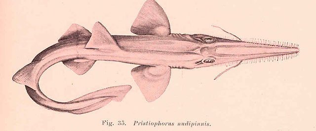 Shortnose sawshark, pristiophorus_nudipinnis