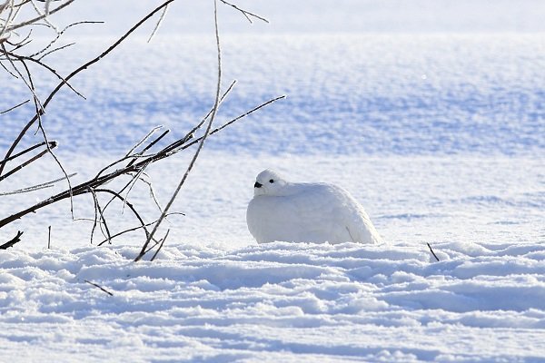 ptarmigan winter