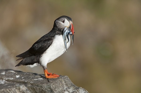Atlantic Puffin